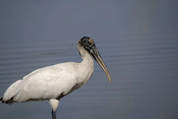 Plan Mise Point Peu Profond Une Belle Cigogne Bois Sur — Photo