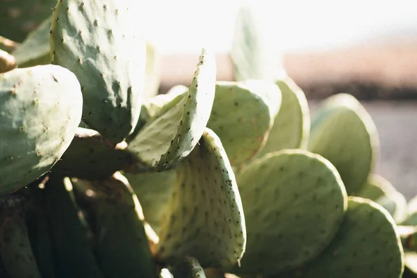 Una Hermosa Planta Cactus Verde Parque Durante Día —  Fotos de Stock