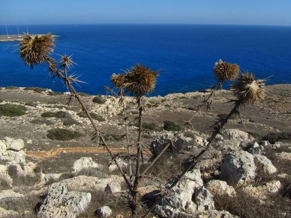 Під Сонячним Світлом Блакитним Небом Узбережжі Напа Кіпр — стокове фото