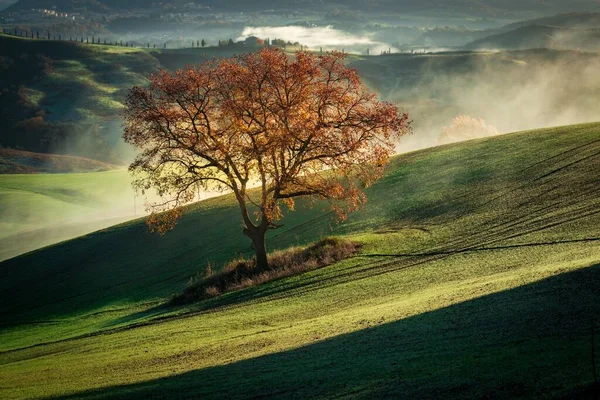 Hermoso Paisaje Árbol Seco Una Montaña Verde Cubierta Niebla —  Fotos de Stock