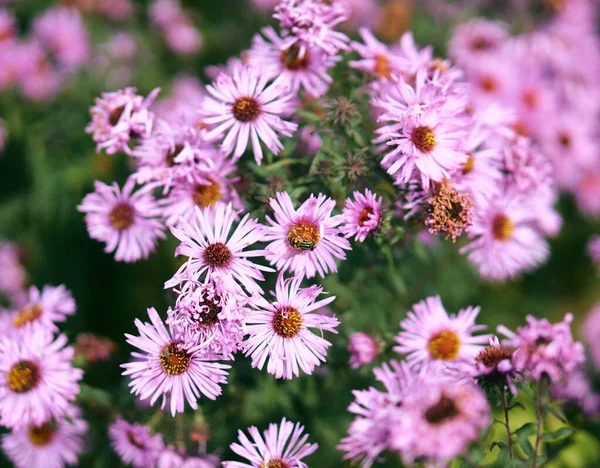 Pembe Çiçeklerin Yakın Çekim Odak Noktası Üzerinde Arı Arka Planda — Stok fotoğraf