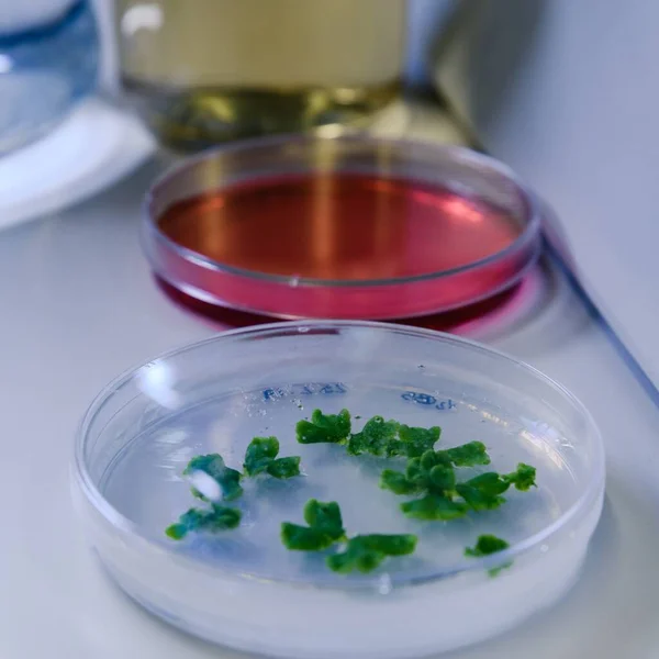 High Angle Closeup Shot Petri Dishes Different Substances Coronavirus Testing — Stock Photo, Image