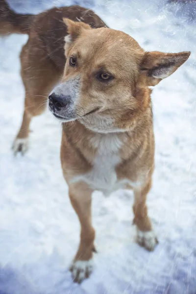 Een Close Verticaal Schot Van Een Bruine Hond Onder Besneeuwd — Stockfoto