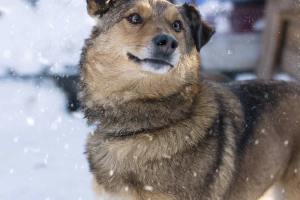 Närbild Selektiv Fokus Skott Hund Ser Sidled Ett Snöigt Väder — Stockfoto