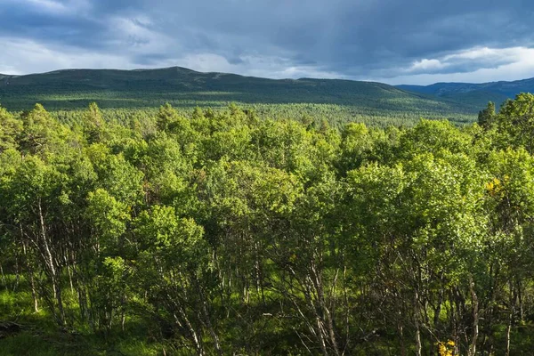 Die Landschaft Mit Grünen Wäldern Oppland Norwegen — Stockfoto