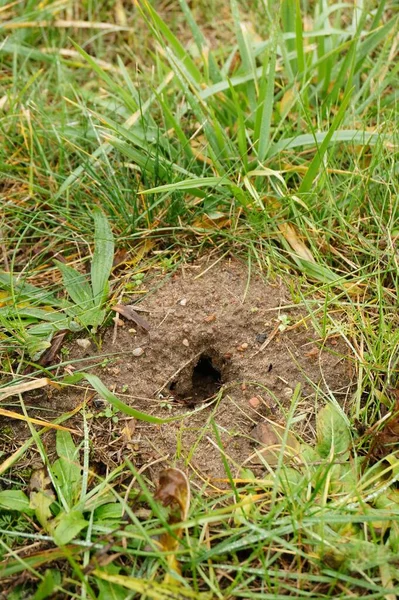 Top View Mouse Hole Grass Ground — Stock Photo, Image