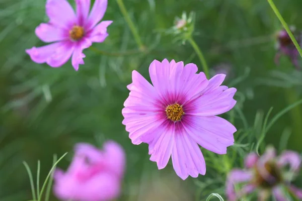 Primer Plano Cosmos Jardín Rodeado Vegetación Campo Bajo Luz Del — Foto de Stock