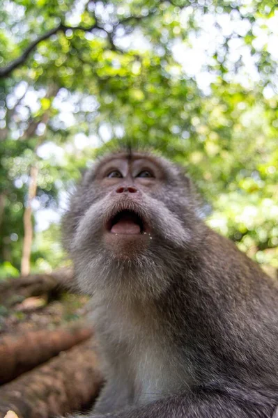 Close Vertical Capuchinho Bonito Frente Branca Com Uma Boca Aberta — Fotografia de Stock