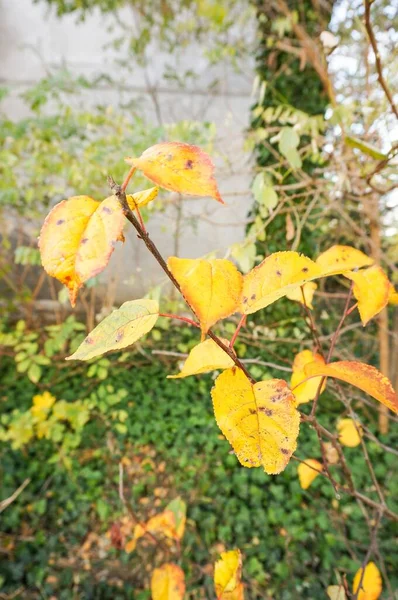 Eine Vertikale Nahaufnahme Von Gelben Herbstblättern Auf Einem Ast Mit — Stockfoto