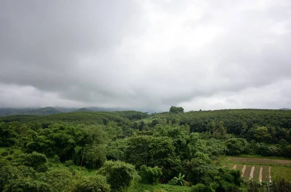 Bellissimo Scatto Una Foresta Sotto Cielo Nuvoloso Chiangrai Thailandia — Foto Stock