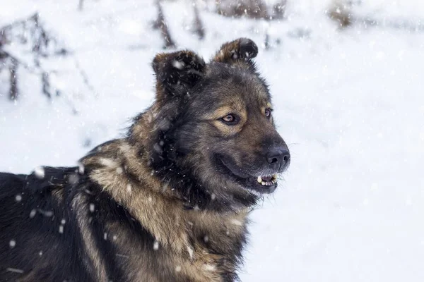 Tiro Close Cão Marrom Sob Tempo Nevado Olhando Para Lados — Fotografia de Stock