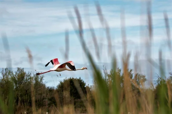 Piękne Ujęcie Ptaka Lecącego Nad Trawami Jeziorem Tle — Zdjęcie stockowe