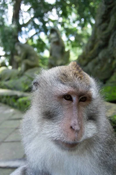 Gros Plan Vertical Mignon Capucin Front Blanc — Photo