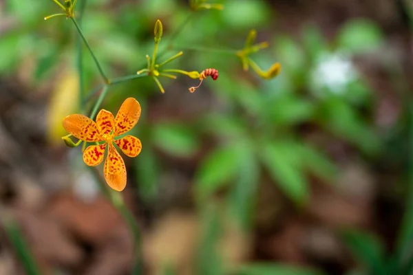 Eine Schöne Orangefarbene Orchidee Mit Defokussierten Blättern Auf Dem Hintergrund — Stockfoto