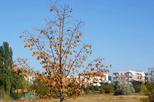 Крупный План Дерева Жёлтыми Коричневыми Листьями Фоне Голубого Неба — стоковое фото