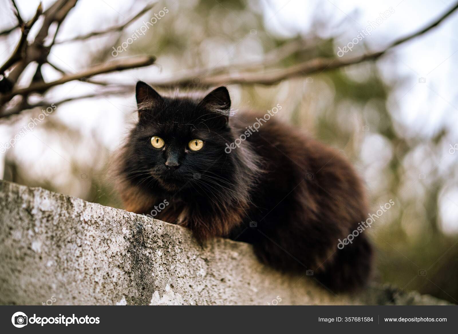 Black Cat Green Yellow Eyes Black Cat With Yellow Eyes Hiding In