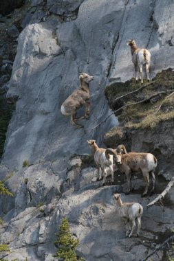 A vertical shot of several rams on a cliff in Banff and Jasper National Parks clipart