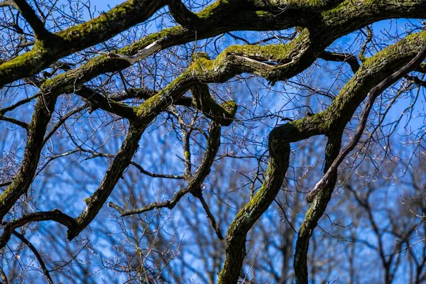 Tiro Perto Árvores Sob Céu Azul Parque Maksimir Zagreb Croácia — Fotografia de Stock