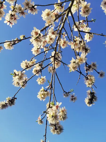 아몬드 나무와 하늘에 아름다운 꽃들의 꽃봉오리 — 스톡 사진