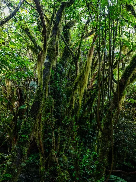 Close Das Plantas Verdes Musgosas Selva — Fotografia de Stock