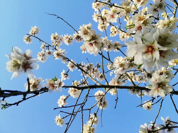 Крупним Планом Знімок Красивих Білих Квітів Мигдальних Деревах Блакитному Небі — стокове фото
