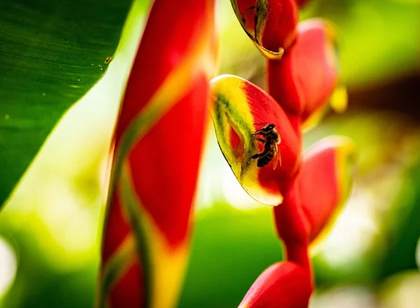 Uma Abelha Sentada Uma Flor Vermelha Brilhante Jardim — Fotografia de Stock