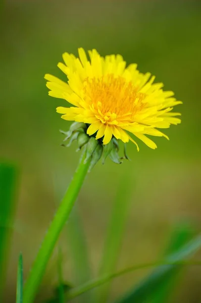 Eine Nahaufnahme Einer Gelben Blume Mit Verschwommenem Hintergrund — Stockfoto