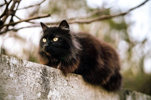 Μια Άγρια Μαύρη Γάτα Πράσινα Μάτια Και Θολή Φόντο — Φωτογραφία Αρχείου