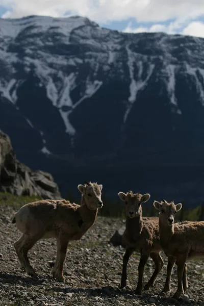 Tiro Vertical Três Veados Lado Outro Atrás Uma Montanha Banff — Fotografia de Stock