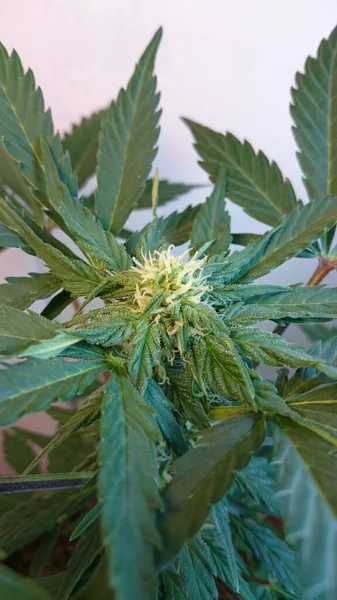 Eine Vertikale Nahaufnahme Von Cannabis Einem Topf Unter Dem Licht — Stockfoto