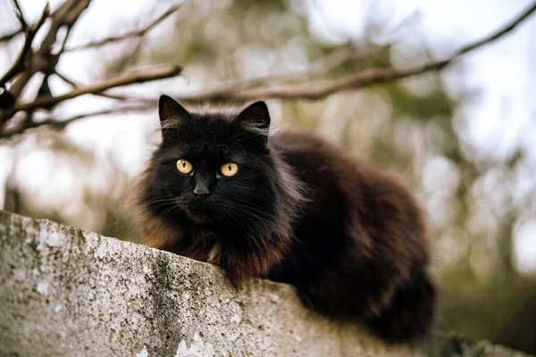 Een Wilde Zwarte Kat Met Groene Ogen Wazige Achtergrond — Stockfoto