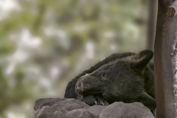 Милый Спящий Черный Медведь Камне — стоковое фото