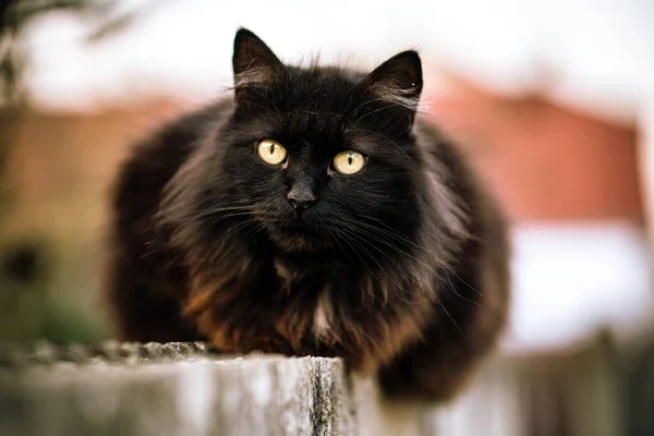 Een Wilde Zwarte Kat Met Groene Ogen Wazige Achtergrond — Stockfoto