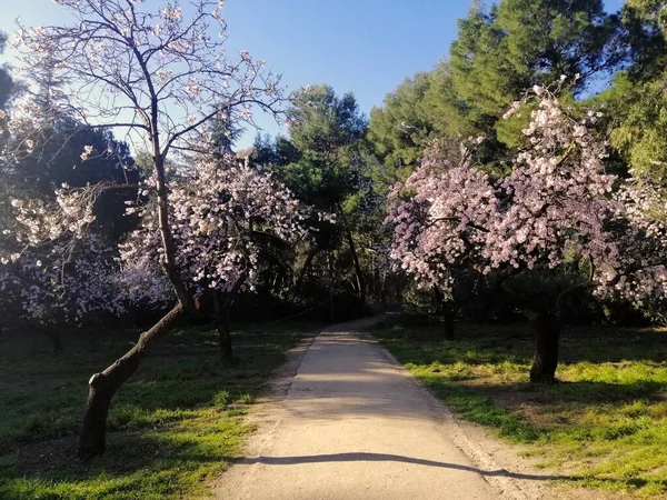 Prachtige Amandelbomen Bloeien Het Park — Stockfoto