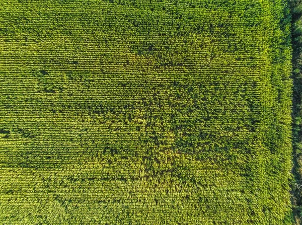 Αεροφωτογραφία Ενός Χλοώδους Αγρού Μέρα Στη Γαλικία Της Ισπανίας — Φωτογραφία Αρχείου