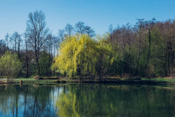 Зйомки Дерев Озера Парку Максімір Загребі Хорватія Весною — стокове фото