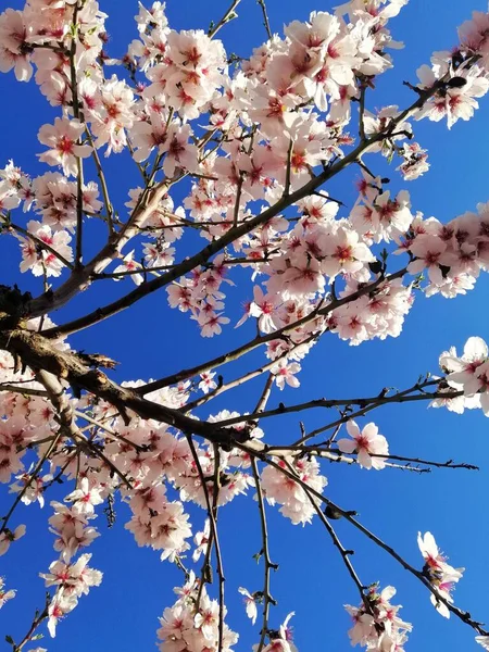 Tiro Close Belas Flores Brancas Amendoeiras Céu Azul — Fotografia de Stock