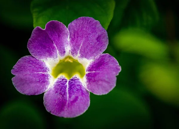 Gros Plan Une Belle Fleur Violette — Photo