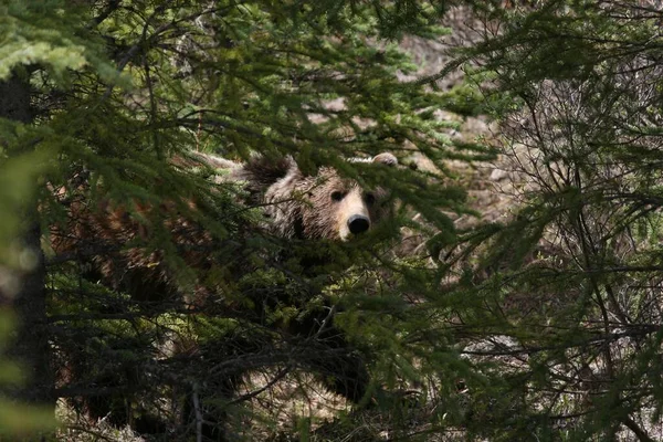 Urso Cercado Por Árvores Banff Jasper National Parks — Fotografia de Stock