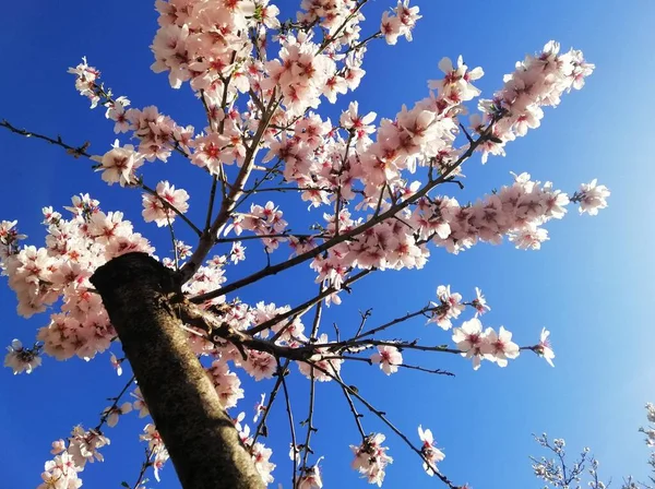 Gros Plan Belles Fleurs Blanches Sur Des Amandiers Ciel Bleu — Photo