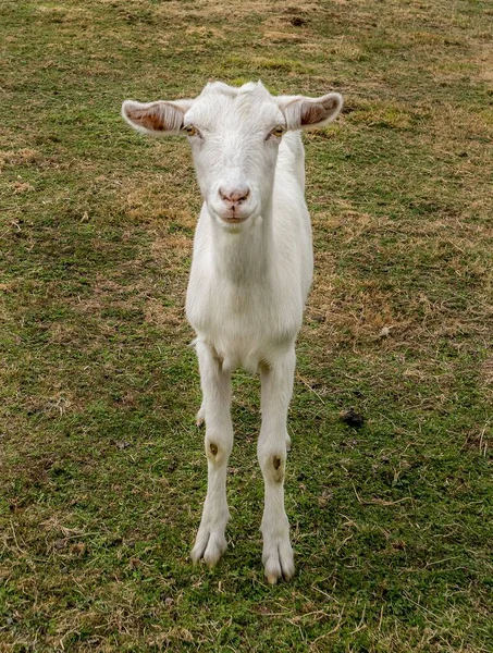Pionowe Zbliżenie Oswojonej Białej Kozy Wpatrującej Się Kamerę — Zdjęcie stockowe