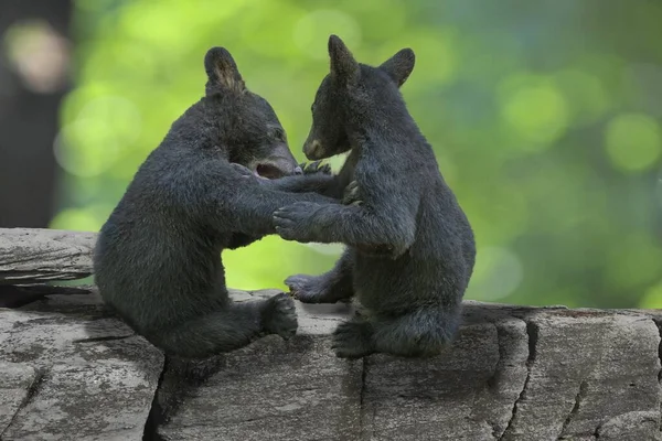 Dois Pequenos Ursos Negros Brincando Juntos Sentados Galho Árvore — Fotografia de Stock