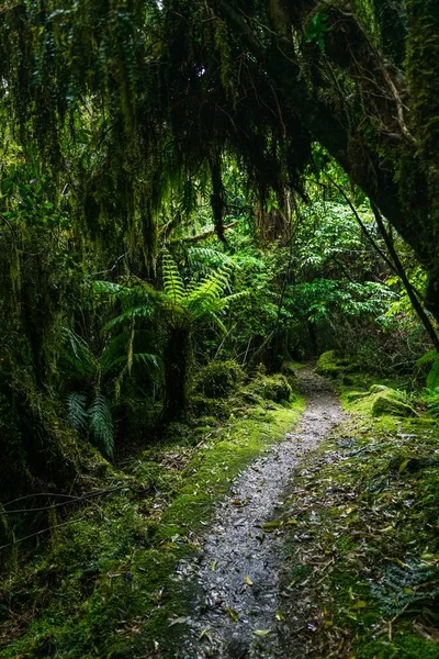 Tiro Vertical Caminho Estreito Selva Verde — Fotografia de Stock