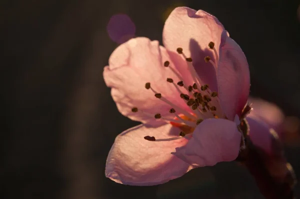 Primo Piano Bel Fiore Rosa Con Sfondo Sfocato — Foto Stock