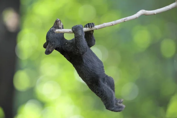 背景がぼやけている木の枝にかわいい小さな黒いクマ — ストック写真