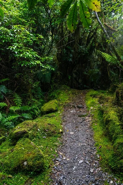 Вертикальний Знімок Вузького Шляху Зелених Джунглях — стокове фото