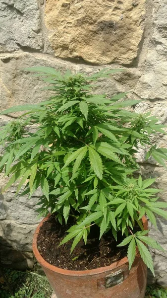 Una Imagen Vertical Cannabis Una Olla Contra Una Pared Piedra — Foto de Stock