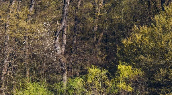 Hırvatistan Zagreb Kentindeki Maksimir Parkında Baharda Güzel Bir Ağaç Manzarası — Stok fotoğraf