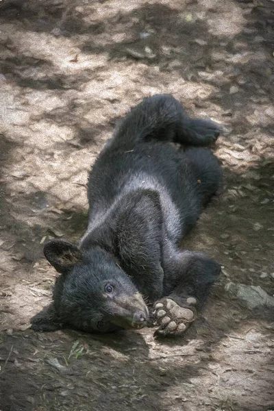 Маленький Милый Чёрный Медвежонок Лежит Земле — стоковое фото