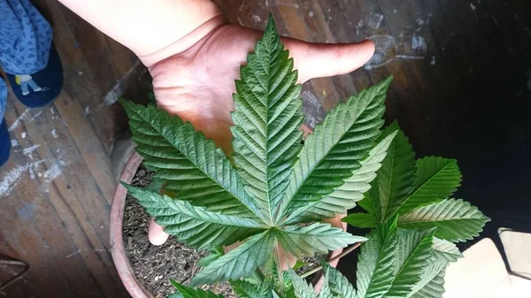 Egy Közeli Kép Egy Kézről Aki Kannabiszt Tart Egy Edényben — Stock Fotó